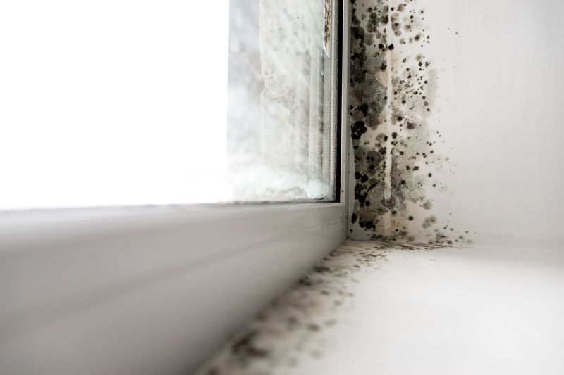 mold on the windowsill